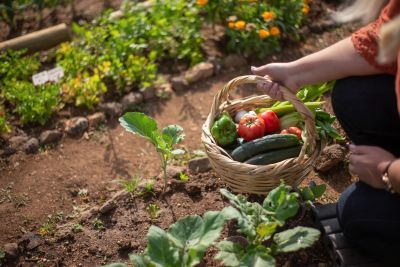 Une alimentation vivante et logique : la Bio Nutri-Logique